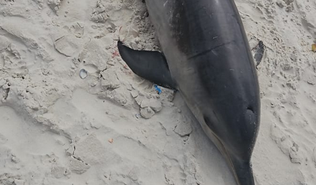 Boto-cinza é encontrado morto na faixa de areia da Praia da Avenida, em Maceió