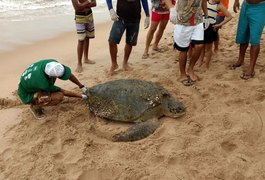 Ameaçada de extinsão, Tartaruga-verde é encontrada na praia do Mirante da Sereia, em Maceió