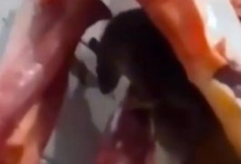 VÍDEO: Rato é visto em cima de carnes à venda no Mercado Municipal de Itabaiana