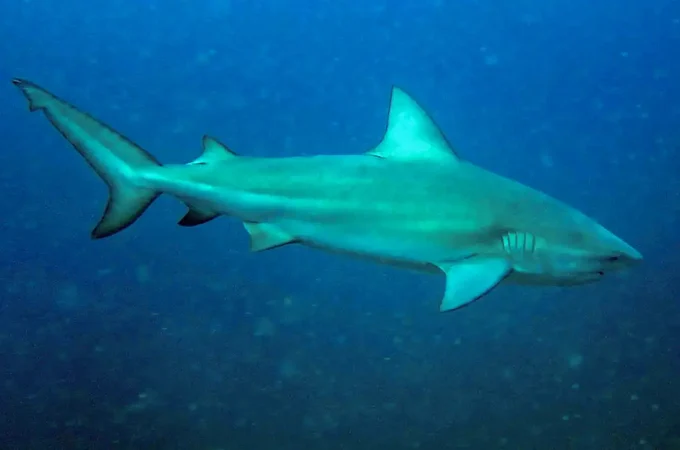 Tubarão-cabeça-chata é provável espécie que atacou garoto em Olinda