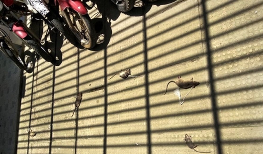 Sindpol denuncia infestação de ratos em delegacia de São Miguel dos Campos
