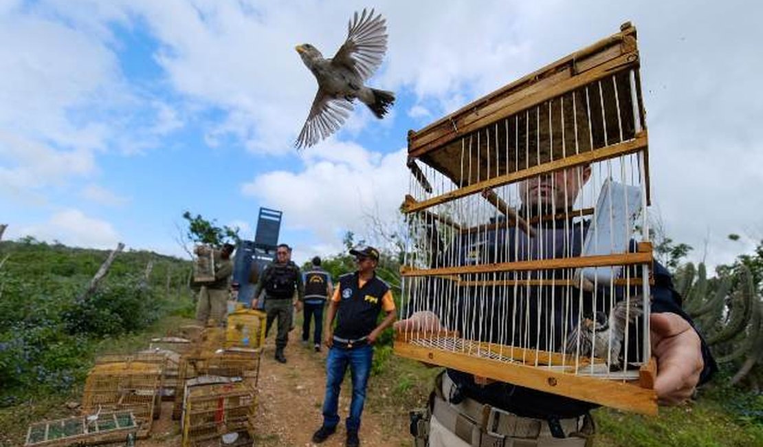 FPI do São Francisco devolve à natureza 157 animais que estavam em cativeiros