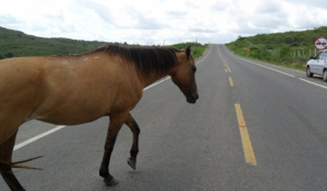 Motoqueiro sofre acidente após colidir com um cavalo em Palmeira dos Índios