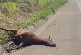 Égua morta em colisão com funcionário do Grupo Coringa ainda não foi retirada do local do acidente