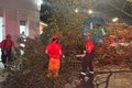 Árvore cai na Rua Pedro Leão, no Centro, e mobiliza Corpo de Bombeiros