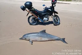 Boto-cinza é encontrado morto na Barra de Santo Antônio; Instituto Biota realizará necropsia