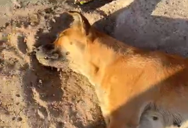 Animais voltam a ser mortos por envenenamento em residencial no bairro Bom Sucesso