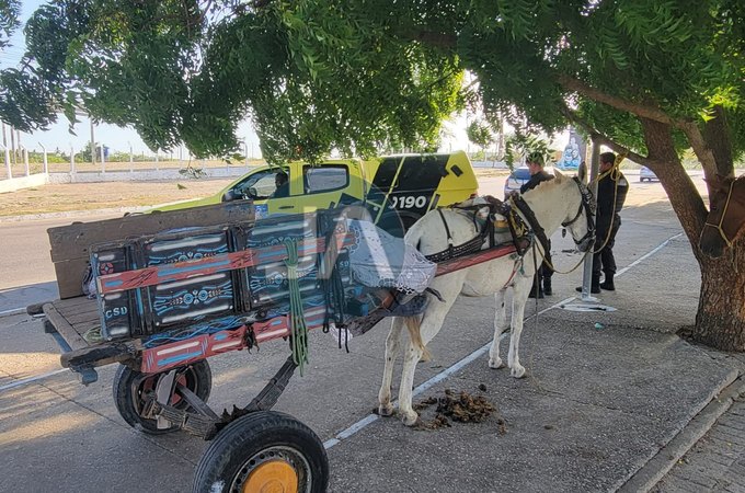 Carroceiro é encontrado morto em cima de carroça, em Arapiraca; assista