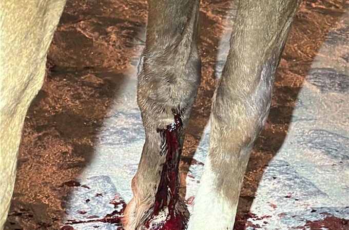 PM e veterinário socorrem cavalo ferido após acidente em Arapiraca