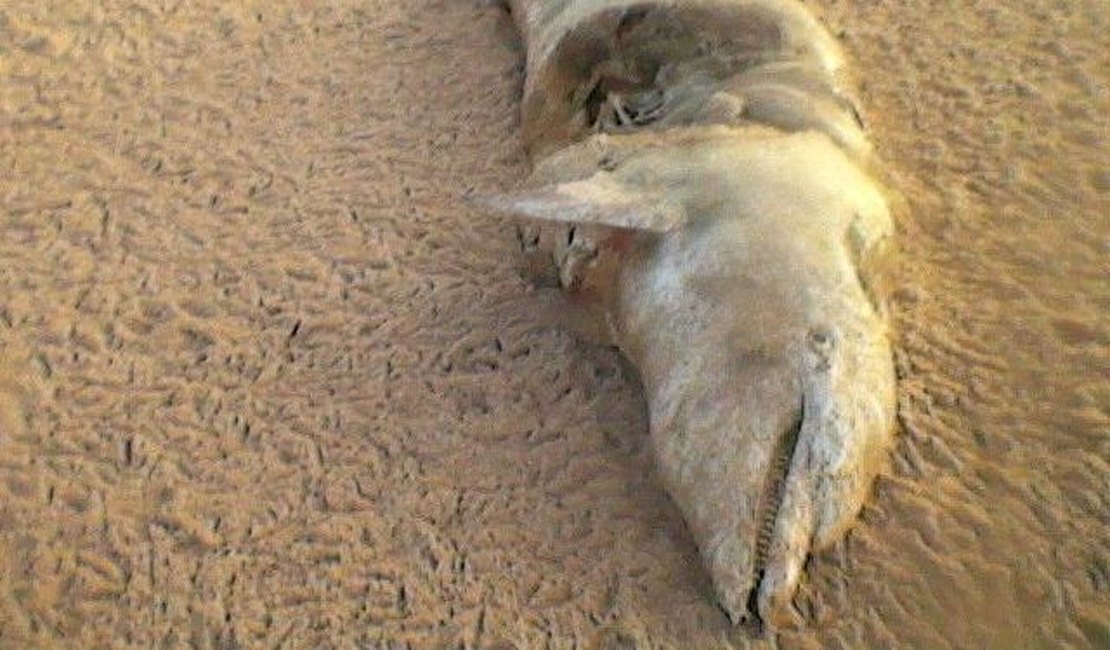 Tartarugas e golfinho são encontrados mortos no litoral de Alagoas