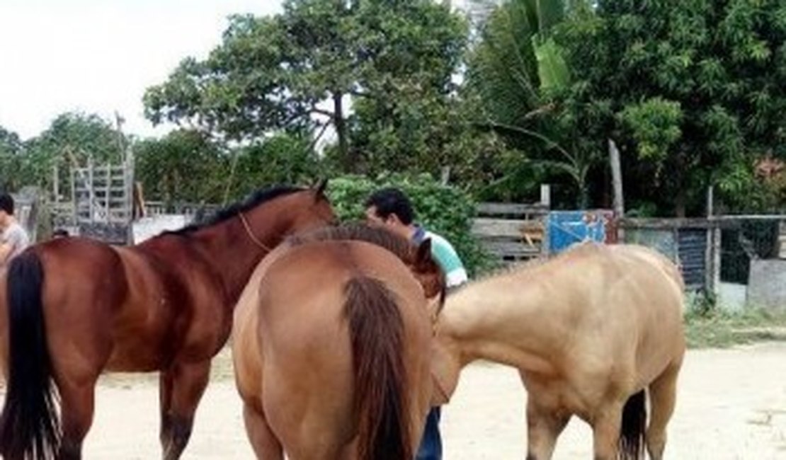 Cavalos roubados no interior de Alagoas são recuperados