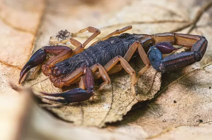 Três plantas que chamam escorpiões para o jardim e exigem atenção