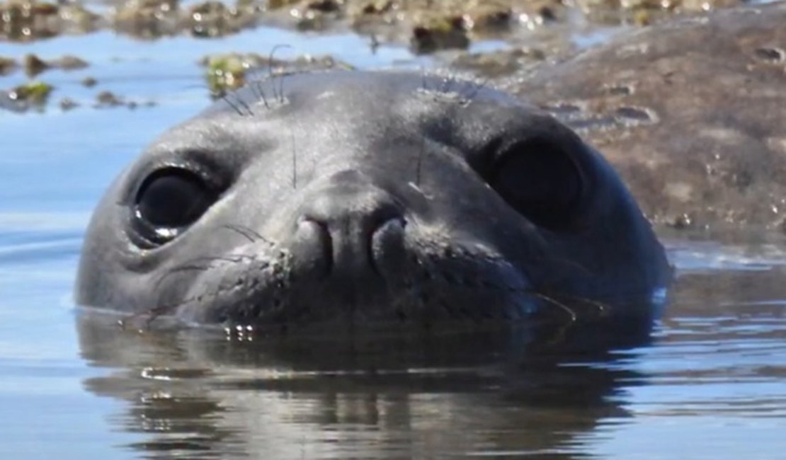 Elefante-marinho 'Leôncio' não é visto no litoral alagoano desde a noite da segunda-feira (23)