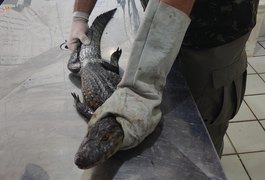 Período chuvoso aumenta a presença de animais silvestres em áreas urbanas