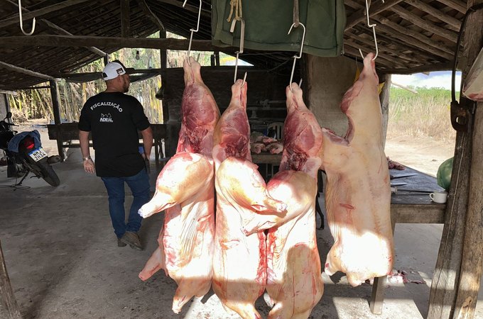 Fiscalização flagra abate irregular de suínos em casa de farinha em Limoeiro de Anadia