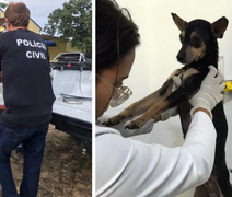 Cadela vítima de maus-tratos é resgatada com lesão nas partes íntimas em Maceió