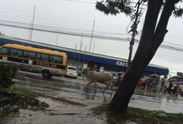 Boi solto na Avenida Fernandes Lima, em Maceió, deixa trânsito lento