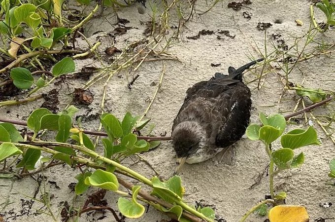 Gripe Aviária: Alagoas decide amanhã (10) plano de urgência para conter vírus H5N1 após morte de aves em praias
