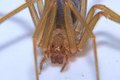 Turista britânica sofre infecção grave após picada de aranha venenosa