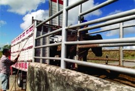 Rebanho bovino de Alagoas é sacrificado ao entrar em Sergipe