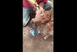 Bezerro nasce com duas faces em PE, no 2º caso no Nordeste em um mês