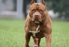 Homem ameaça os vizinhos soltando cachorro da raça pitbull na rua em Rio Largo