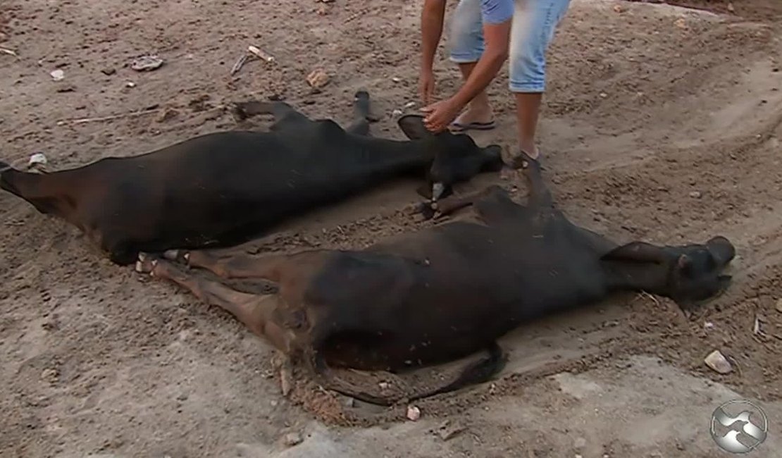 Adeal investiga doença que está matando gado no Agreste alagoano