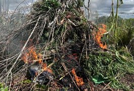 Operação conjunta da PF e PM/AL destrói 2,8 mil pés de maconha