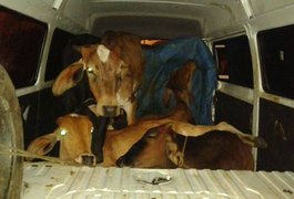 Dupla é presa transportando quatro vacas e um bezerro em kombi furtada na BR-040