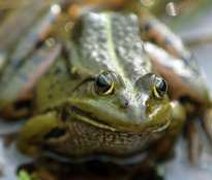 Argentina utiliza sapos e rãs no combate à dengue e zika