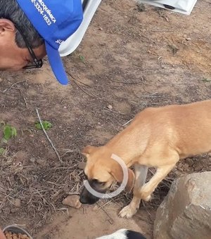 Ex-deputado cobra campanha de castração de cães e gatos de rua em Arapiraca