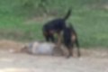 Idosa sofre fraturas e perde as orelhas após ataque de rottweilers em SP