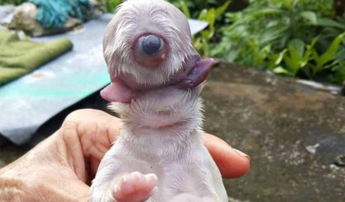 Ciclope: cachorro nasce com duas línguas, um olho e sem focinho