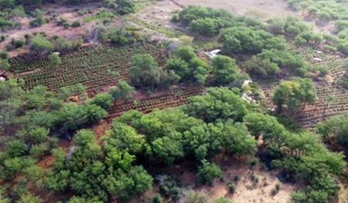 Operação no Sertão de AL e PE erradica 230 mil pés de maconha