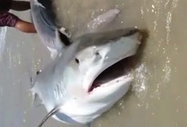 Pescadores capturam tubarões em Piaçabuçu