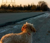 Mulher encontra cachorro na rua e se recusa a devolvê-lo para a dona no MS