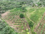 MPAL descobre plantação de maconha na Bahia e 14 mil pés da planta são destruídos em operação