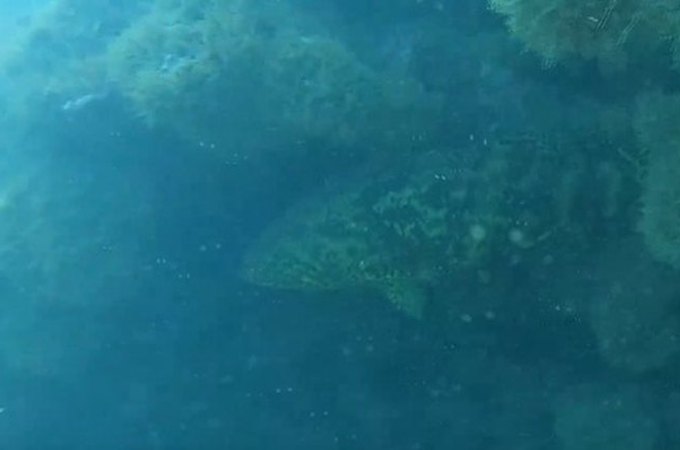 Peixe mero, ameaçado de extinção, é avistado em Coruripe