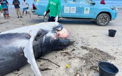 Filhote de Baleia-jubarte encontrado morto em Maceió