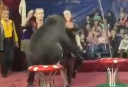Urso ataca domadora durante apresentação na Rússia; Assista