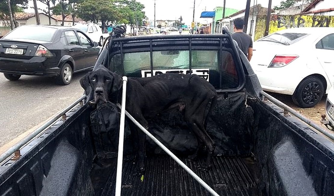 Bombeiros resgatam cão trancado há meses em residência