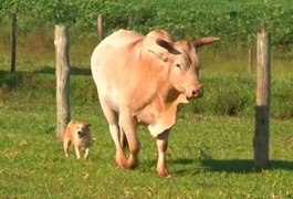 Relação de ‘amizade’ entre touro de rodeio e cachorro vira-lata chama atenção no noroeste do Paraná