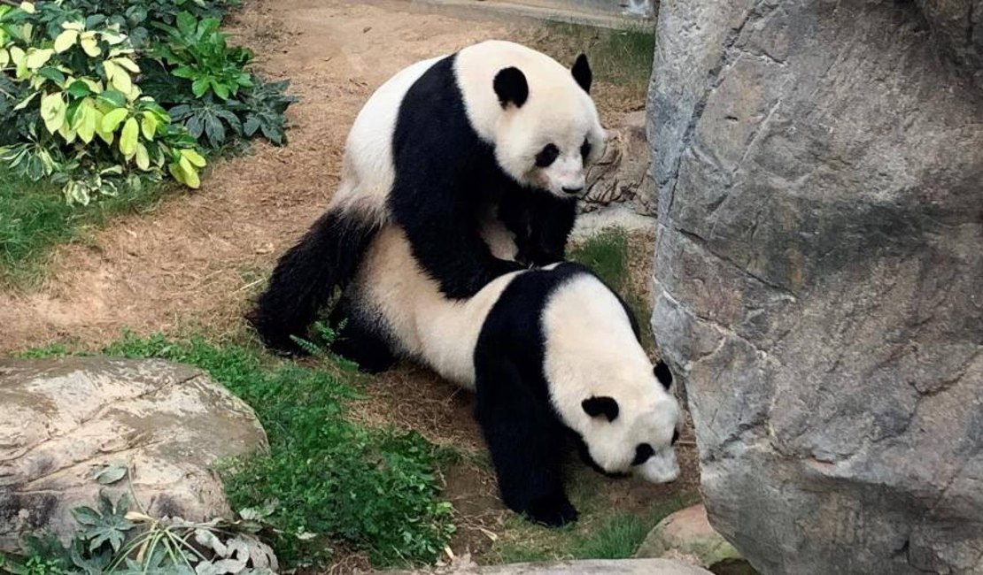 Com zoológico fechado, pandas acasalam pela 1ª vez em 10 anos