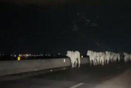 Bois soltos colocam motoristas em risco na AL-220, em Arapiraca