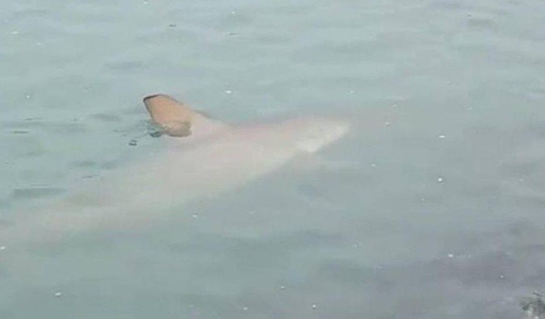 Aumenta quantidade de tubarões em praia de Balneário Camboriú após faixa alargada de areia