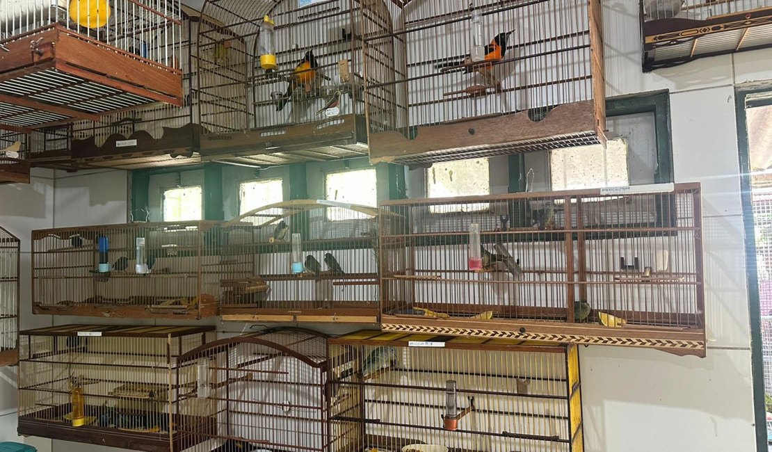 Cetas recebe aves em situação de maus-tratos após apreensão no Aeroporto Internacional Zumbi dos Palmares