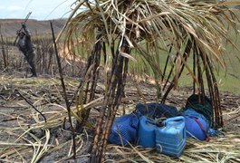 Pesquisa da UFSCar traça perfil dos cortadores de cana-de-açúcar
