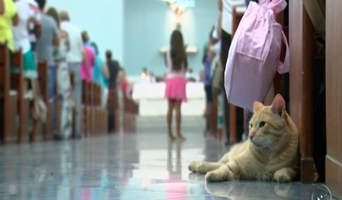 Gato vira 'fiel assíduo' em missas de paróquia em Araçatuba