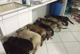 Polícia Civil investiga morte de animais por envenenamento em Maceió