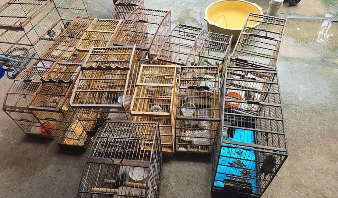 Fiscalização resgata quase 90 aves silvestres presas em gaiolas em Atalaia e Mar Vermelho